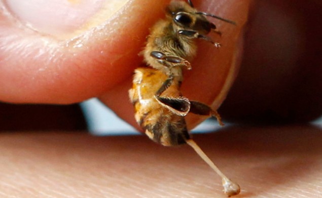 Τσίμπημα από μέλισσα ή σφήκα: Τι συμβαίνει στο σώμα και πώς το χειριζόμαστε - Φωτογραφία 1