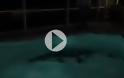 ΗΠΑ: Αλιγάτορας «βούτηξε» σε πισίνα σπιτιού και προκάλεσε πανικό! [video]