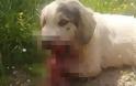 Fake news ο τραυματισμός σκύλου από κροτίδες - Επεσε θύμα τροχαίου