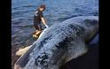 Εικόνες - σοκ στη Σαντορίνη: Φάλαινα εννέα μέτρων ξεβράστηκε σε παραλία! (ΦΩΤΟ & ΒΙΝΤΕΟ) - Φωτογραφία 1