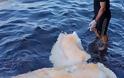 Σαντορίνη: Νεκρή φάλαινα 9 μέτρων ξεβράστηκε σε παραλία (video)