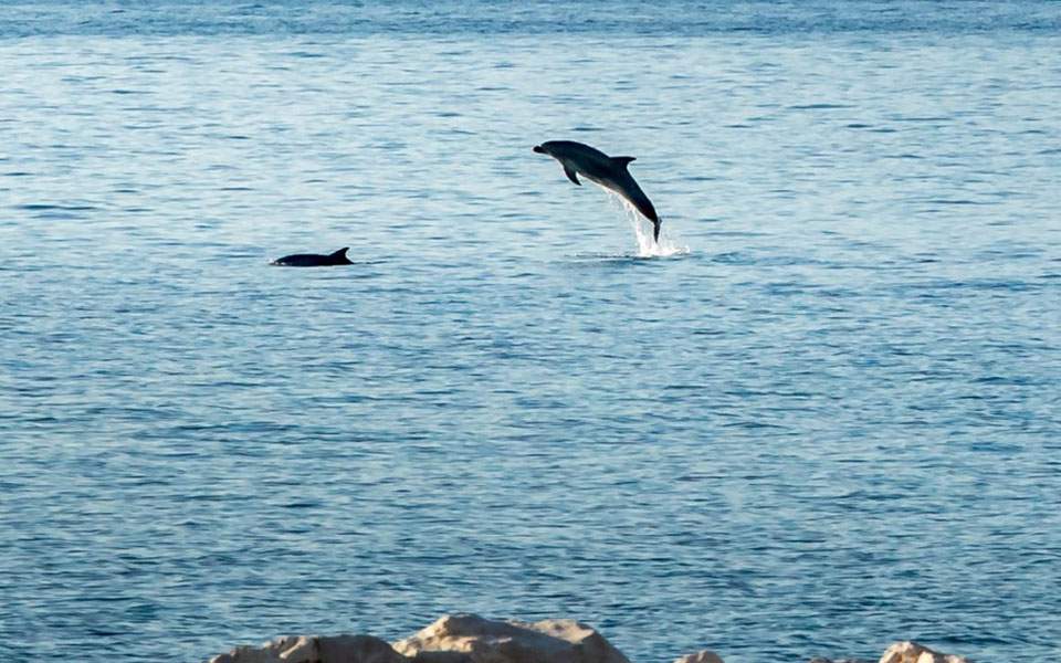 Τα δελφίνια υποδέχτηκαν τους ιστιοπλόους στην Πάτρα - Φωτογραφία 1
