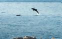 Τα δελφίνια υποδέχτηκαν τους ιστιοπλόους στην Πάτρα