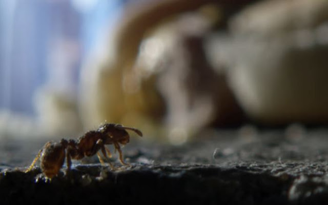 Μυρμήγκια καθαρίζουν τους δρόμους της Νέας Υόρκης τρώγοντας ό,τι πετούν κάτω οι περαστικοί! - Φωτογραφία 1