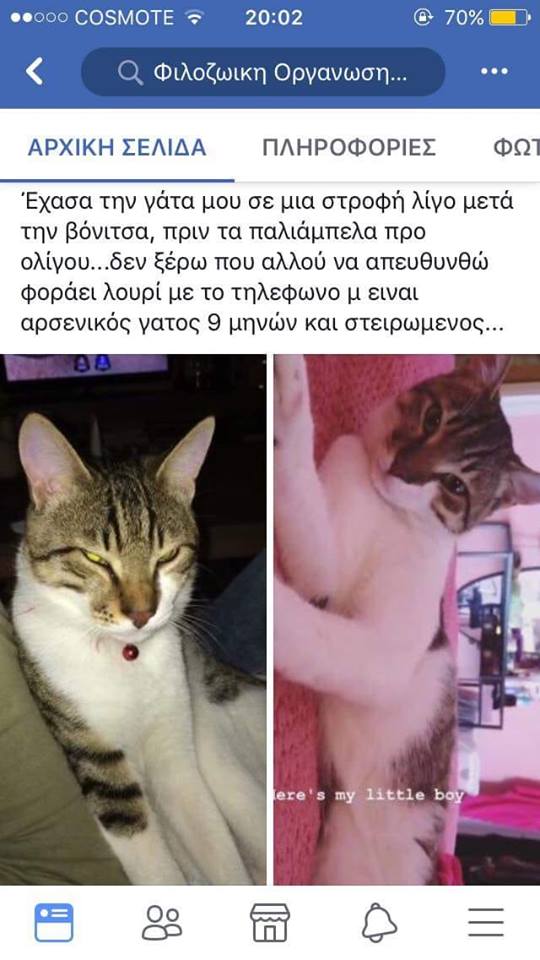 Λευκαδίτισσα έχασε τον γάτο της στα ΠΑΛΙΑΜΠΕΛΑ Βόνιτσας - Φωτογραφία 2