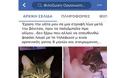 Λευκαδίτισσα έχασε τον γάτο της στα ΠΑΛΙΑΜΠΕΛΑ Βόνιτσας