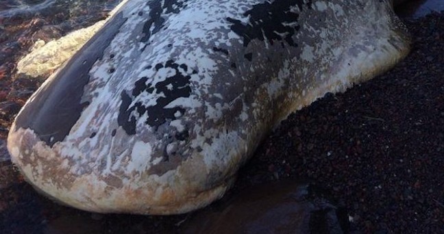 Σαντορίνη: Ολοκληρώθηκε με επιτυχία η περισυλλογή της νεκρής φάλαινας – Φωτογραφίες - Φωτογραφία 1