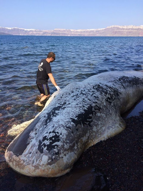 Σαντορίνη: Ολοκληρώθηκε με επιτυχία η περισυλλογή της νεκρής φάλαινας – Φωτογραφίες - Φωτογραφία 2