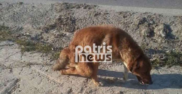 Ότι πιο σκληρό έχω δεί: Σοκ με σκύλο που είχε διαλυμένα τα πίσω του πόδια - Όταν η ανθρωπιά παραλύει… - Φωτογραφία 2