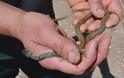 Ναύπλιο: Αυτό είναι το πιο γρήγορο φίδι στην Ελλάδα  (Video)