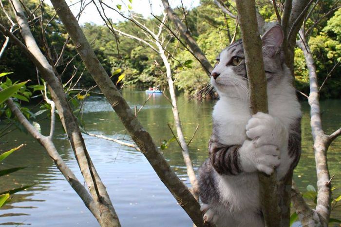 Η πιο φωτογενής γάτα του κόσμου που λατρεύει τις πόζες - Φωτογραφία 5
