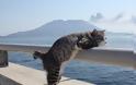 Η πιο φωτογενής γάτα του κόσμου που λατρεύει τις πόζες - Φωτογραφία 2