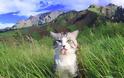 Η πιο φωτογενής γάτα του κόσμου που λατρεύει τις πόζες - Φωτογραφία 3