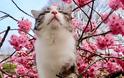 Η πιο φωτογενής γάτα του κόσμου που λατρεύει τις πόζες - Φωτογραφία 4