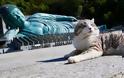 Η πιο φωτογενής γάτα του κόσμου που λατρεύει τις πόζες - Φωτογραφία 7
