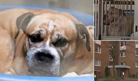 Σκύλος σκότωσε τους ιδιοκτήτες του και χιλιάδες άνθρωποι δεν θέλουν να θανατωθεί - Φωτογραφία 1