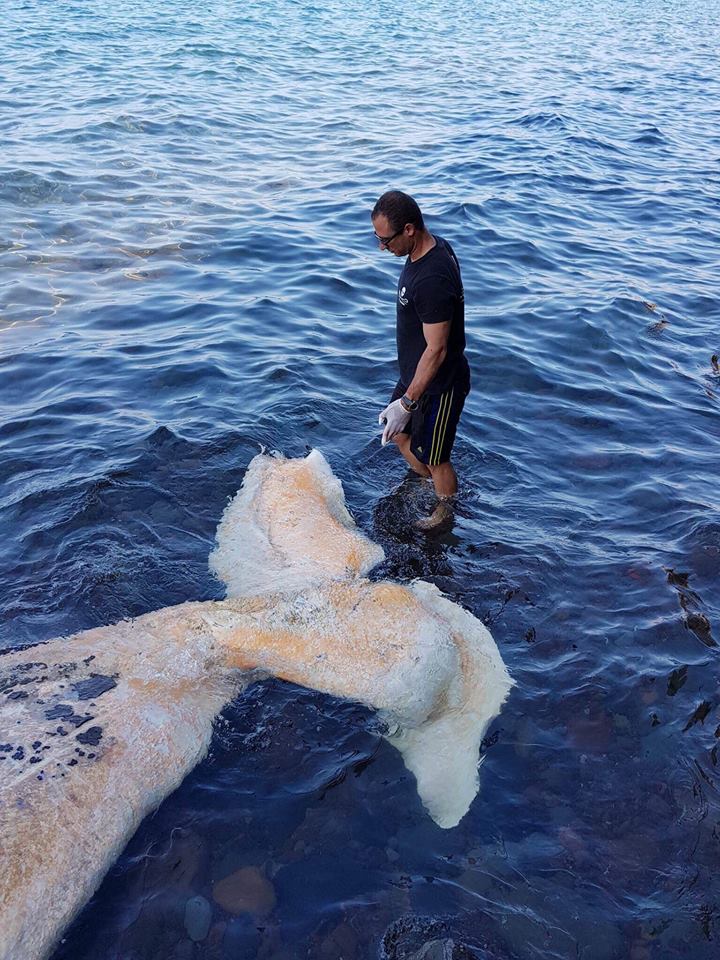 Νεκρή φάλαινα ξεβράστηκε στις ακτές της Σαντορίνης - Φωτογραφία 2