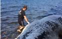 Νεκρή φάλαινα ξεβράστηκε στις ακτές της Σαντορίνης - Φωτογραφία 1