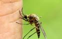 Κουνούπια: Φυσικά υλικά που έχετε ήδη στο σπίτι για να τα κρατήσετε μακριά
