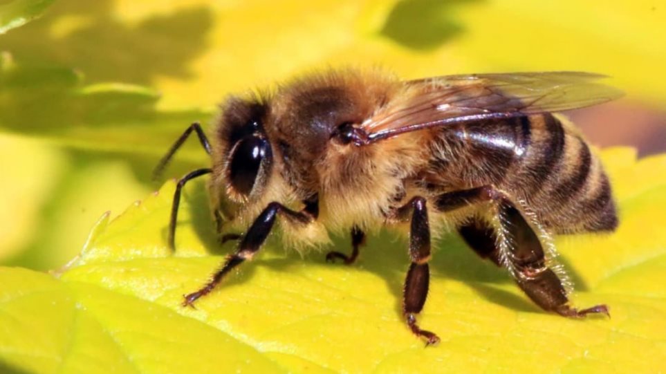 Κρήτη: 55χρονη παραλίγο να πεθάνει από τσίμπημα μέλισσας στη γλώσσα! - Φωτογραφία 1