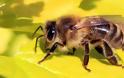 Κρήτη: 55χρονη παραλίγο να πεθάνει από τσίμπημα μέλισσας στη γλώσσα!