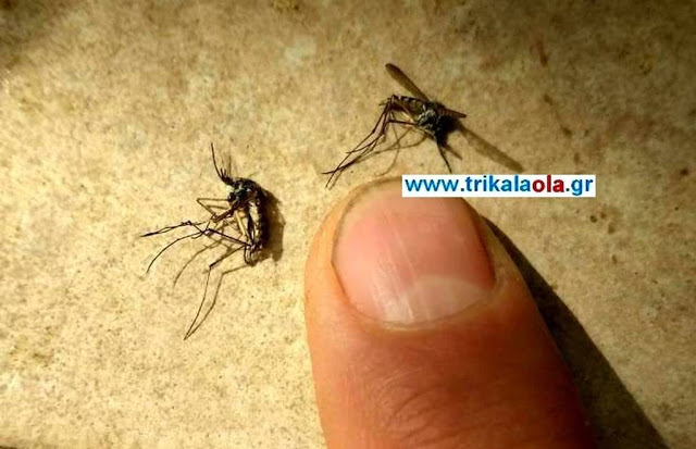 Τρόμος στα Τρίκαλα με τεράστια έντομα που επιτίθενται: Δείτε τις φωτογραφίες – ντοκουμέντο - Φωτογραφία 3