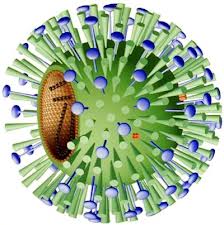 Η γρίπη και οι εποχιακές ιώσεις είναι ακόμα εδώ. Σε 36 οι νεκροί για φέτος στην χώρα μας. Πώς μεταδίδεται η γρίπη και ποια τα συμπτώματά της - Φωτογραφία 2