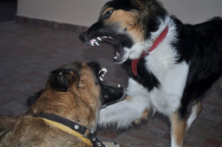 Κύπρος: Σκυλοκαβγάς οδήγησε δύο άτομα στο νοσοκομείο - Φωτογραφία 1