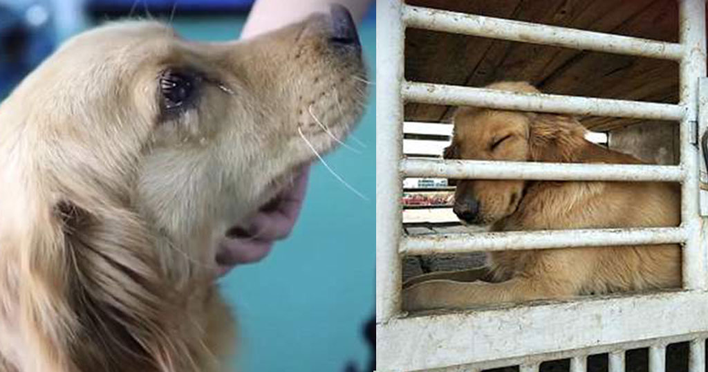 Μας ράγισε την καρδιά: Σκύλος κλαίει μετά την διάσωσή του από αγορά κρέατος στην Κίνα - Φωτογραφία 1