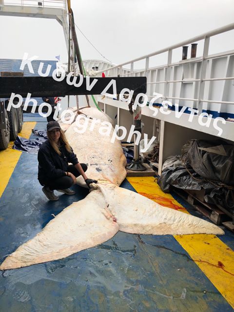 Σαντορίνη: 30 κιλά πλαστικής σακούλας είχε καταπιεί η φάλαινα που βρέθηκε νεκρή - Φωτογραφία 4
