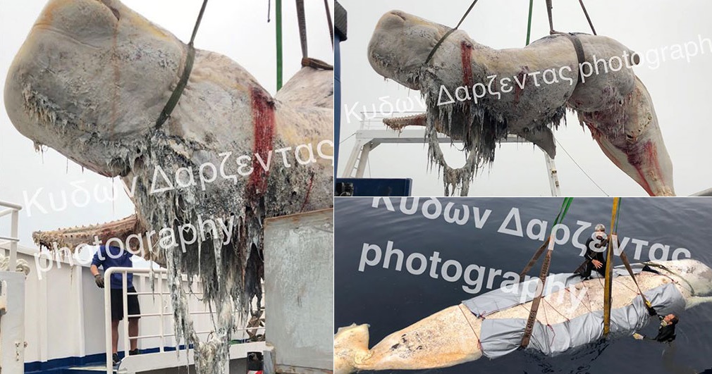 Σαντορίνη: 30 κιλά πλαστικής σακούλας είχε καταπιεί η φάλαινα που βρέθηκε νεκρή - Φωτογραφία 1
