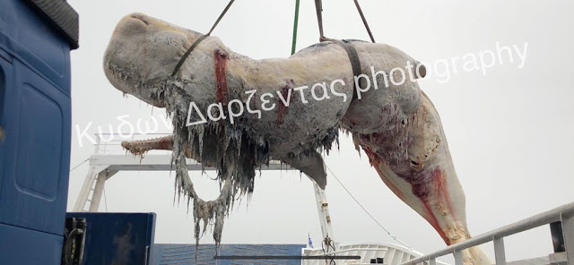 Σαντορίνη: 30 κιλά πλαστικής σακούλας είχε καταπιεί η φάλαινα που βρέθηκε νεκρή - Φωτογραφία 2