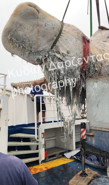 Σαντορίνη: 30 κιλά πλαστικής σακούλας είχε καταπιεί η φάλαινα που βρέθηκε νεκρή - Φωτογραφία 3