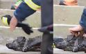 Σπαρακτικό: Μισοκαμένος σκύλος σπαρταράει σαν το ψάρι προσπαθώντας να κρατηθεί στη ζωή - Χίλια μπράβο στους διασώστες [video]