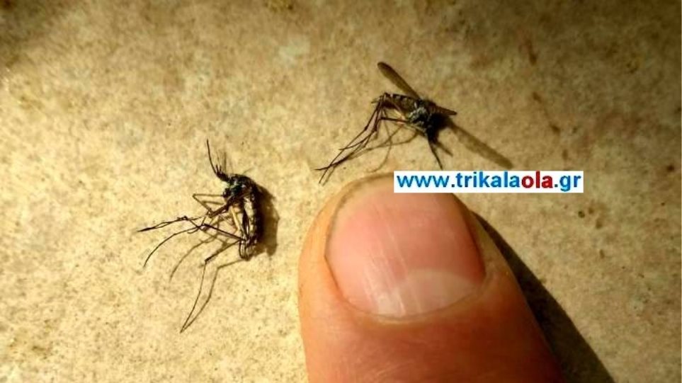 Τεράστια κουνούπια εμφανίστηκαν στα Τρίκαλα - Φωτογραφία 1