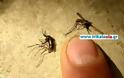 Τεράστια κουνούπια εμφανίστηκαν στα Τρίκαλα