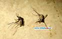 Τεράστια κουνούπια εμφανίστηκαν στα Τρίκαλα - Φωτογραφία 2