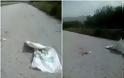 Ηγουμενίτσα: Αποτροπιασμός για τα κουταβάκια που πετάχθηκαν στο δρόμο - Φωτογραφία 1