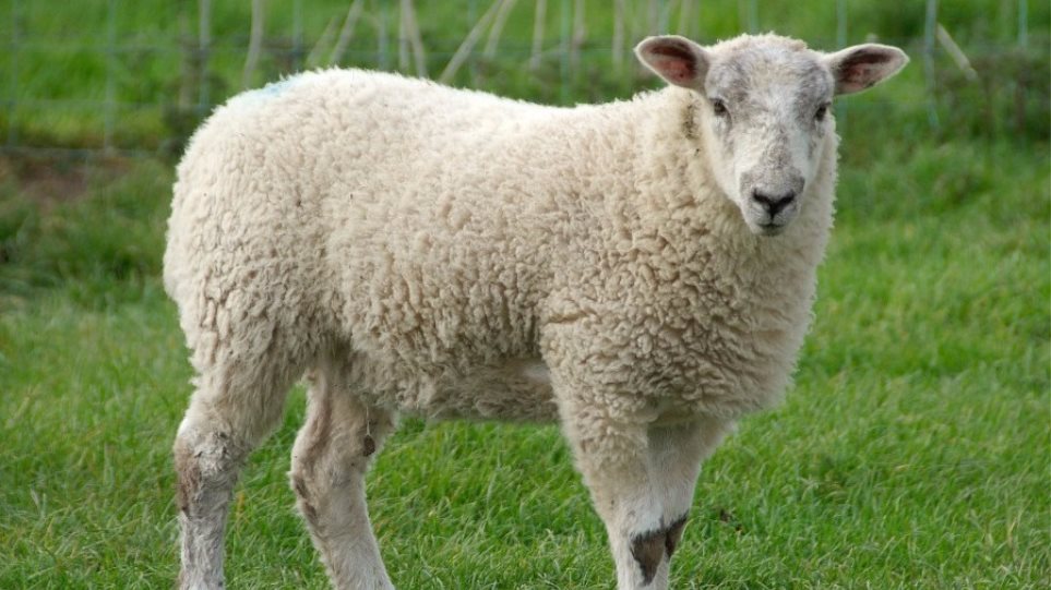 Σκότωσε τα πρόβατα της γειτόνισσας και καταδικάστηκε σε φυλάκιση - Φωτογραφία 1
