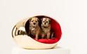Δείτε τα πιο πρωτότυπα σπίτια σκύλων, που σχεδιάστηκαν για καλό σκοπό - Φωτογραφία 11