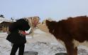 Συγκινητικό: 76χρονη στη Σιβηρία κάνει καθημερινά πατινάζ πάνω στο πάγο σε για να ταΐζει ζώα - Φωτογραφία 2