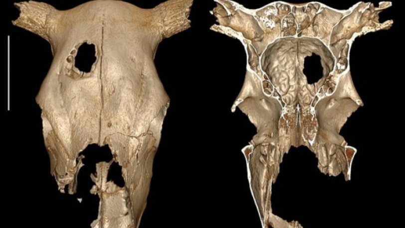 Πάθαμε την πλάκα μας... Πριν από 5.000 χρόνια οι αρχαιότερες ενδείξεις για κτηνιατρική χειρουργική επέμβαση - Φωτογραφία 1