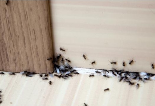 Τι να βάλετε στις εισόδους του σπιτιού για να απωθήσετε τα μυρμήγκια - Φωτογραφία 1