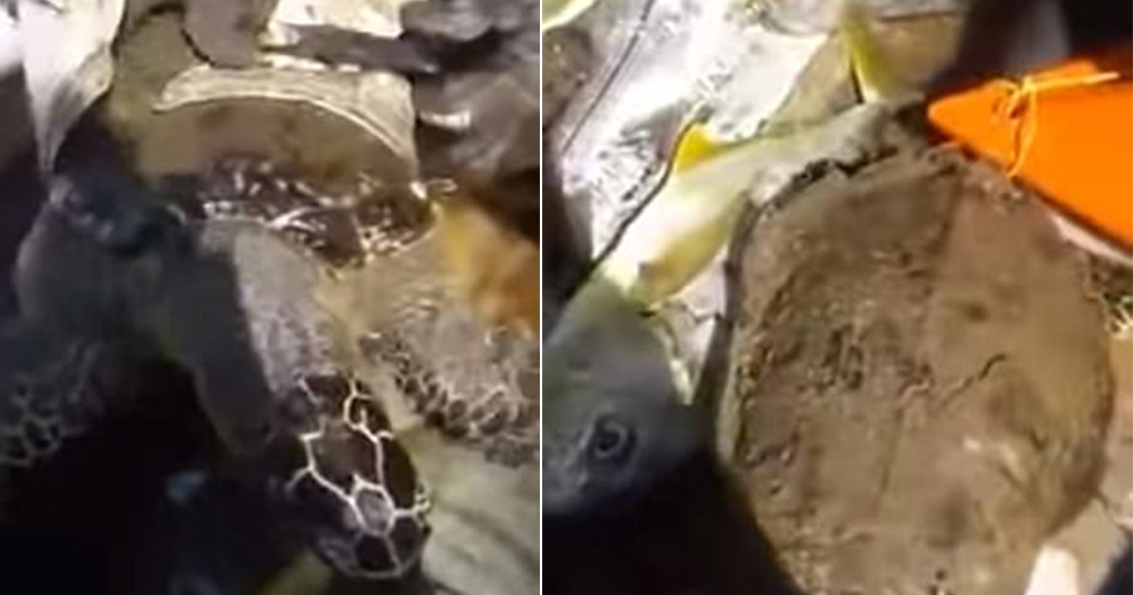 Δύτες έσωσαν χελώνα από πλαστικό δοχείο που είχε παραμορφώσει το καβούκι της - Φωτογραφία 1