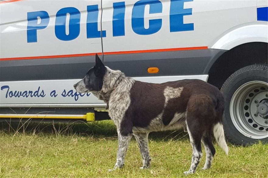 Αυστραλία: Επίτιμος σκύλος της αστυνομίας ανακηρύχθηκε ο Μαξ που βοήθησε στη διάσωση ενός 3χρονου κοριτσιού - Φωτογραφία 2
