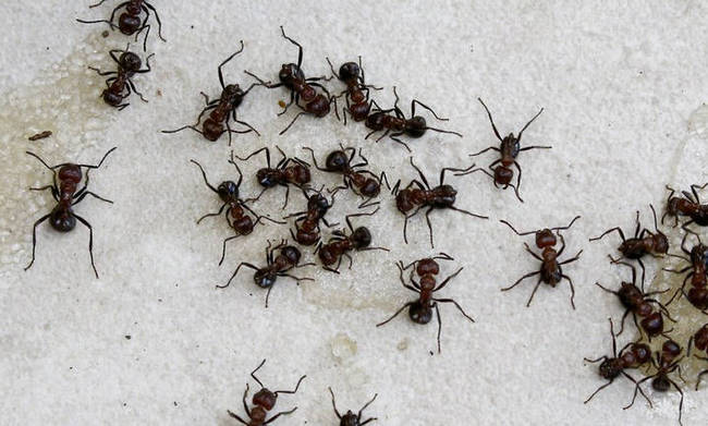 Μυρμήγκια… καμικάζι: Ανατινάζονται μόλις νιώσουν απειλή - Φωτογραφία 1