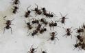 Μυρμήγκια… καμικάζι: Ανατινάζονται μόλις νιώσουν απειλή