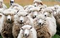 Βρετανική μελέτη: Η σκλήρυνση κατά πλάκας συνδέεται με τα πρόβατα