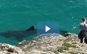 Τεράστιος καρχαρίας κολυμπούσε δίπλα σε καγιάκ!