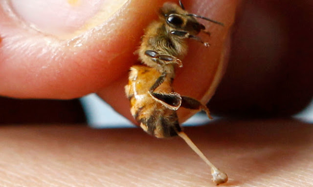 Άργος: 60χρονος πέθανε από τσίμπημα μέλισσας - Φωτογραφία 1